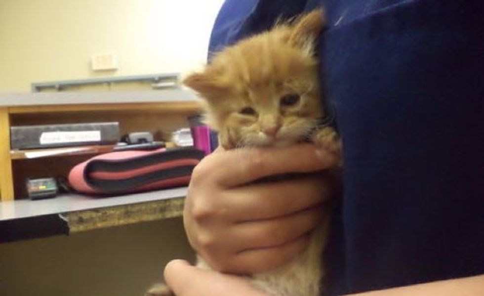 They Met This Kitty at the Shelter, Two Years Later... He's all Grown Up!