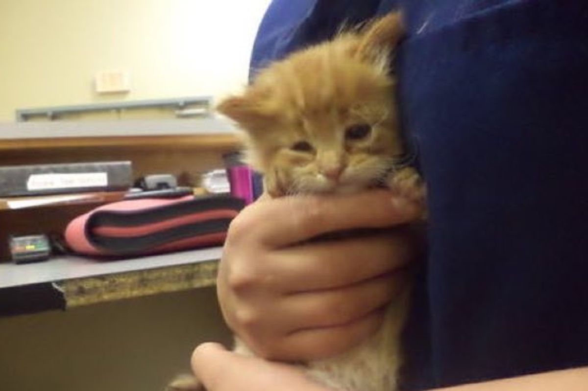 They Met This Kitty at the Shelter, Two Years Later... He's all Grown Up!