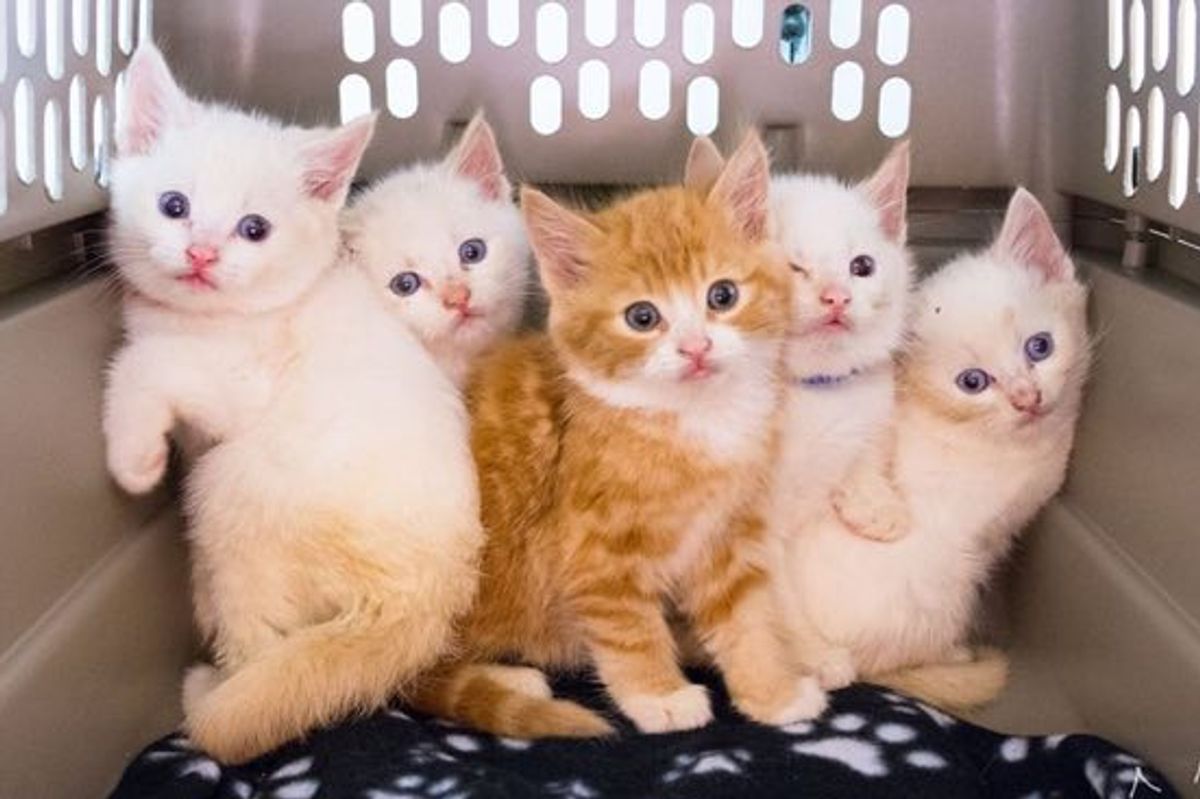 Meet the "Sesame Street" Kittens Rescued From Garbage Can. They Will Melt Your Heart!