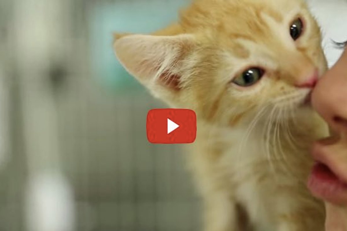When You Hold a Shelter Kitten, Magic Happens...