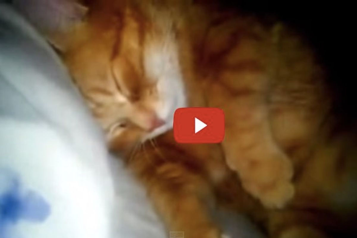 This Kitty Keeps His Human Awake When He Sleeps, but They Just Don't Have the Heart to Tell Him...