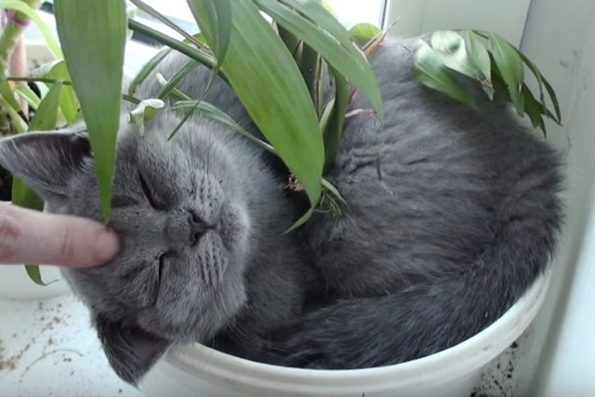 They Can't Find the Kitty Until They Look at the Flower Pot...