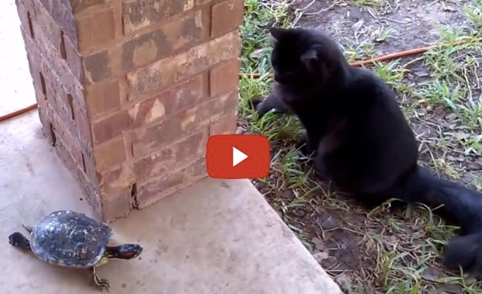 Cat and Turtle Playing Tag