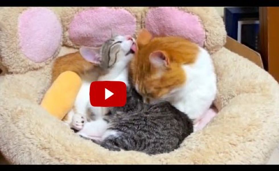 Young Cat Gives Up Her Seat for an Elderly Cat