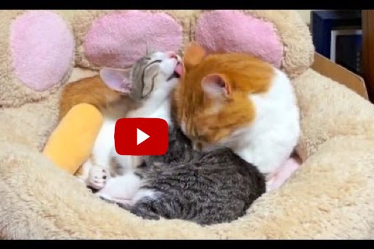 Young Cat Gives Up Her Seat for an Elderly Cat