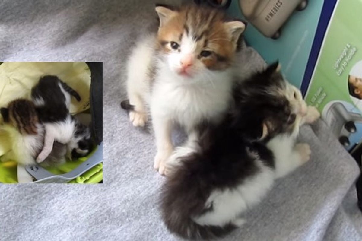 Two Kittens Rescued and Raised By a Garbage Man, Their Journey in Videos