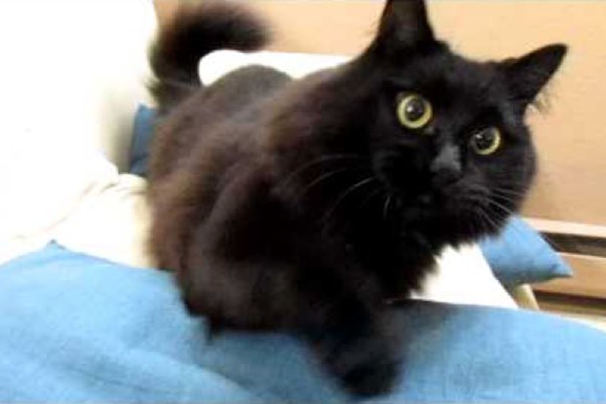 Talking Cat Greeting His Human Dad When He Gets Home