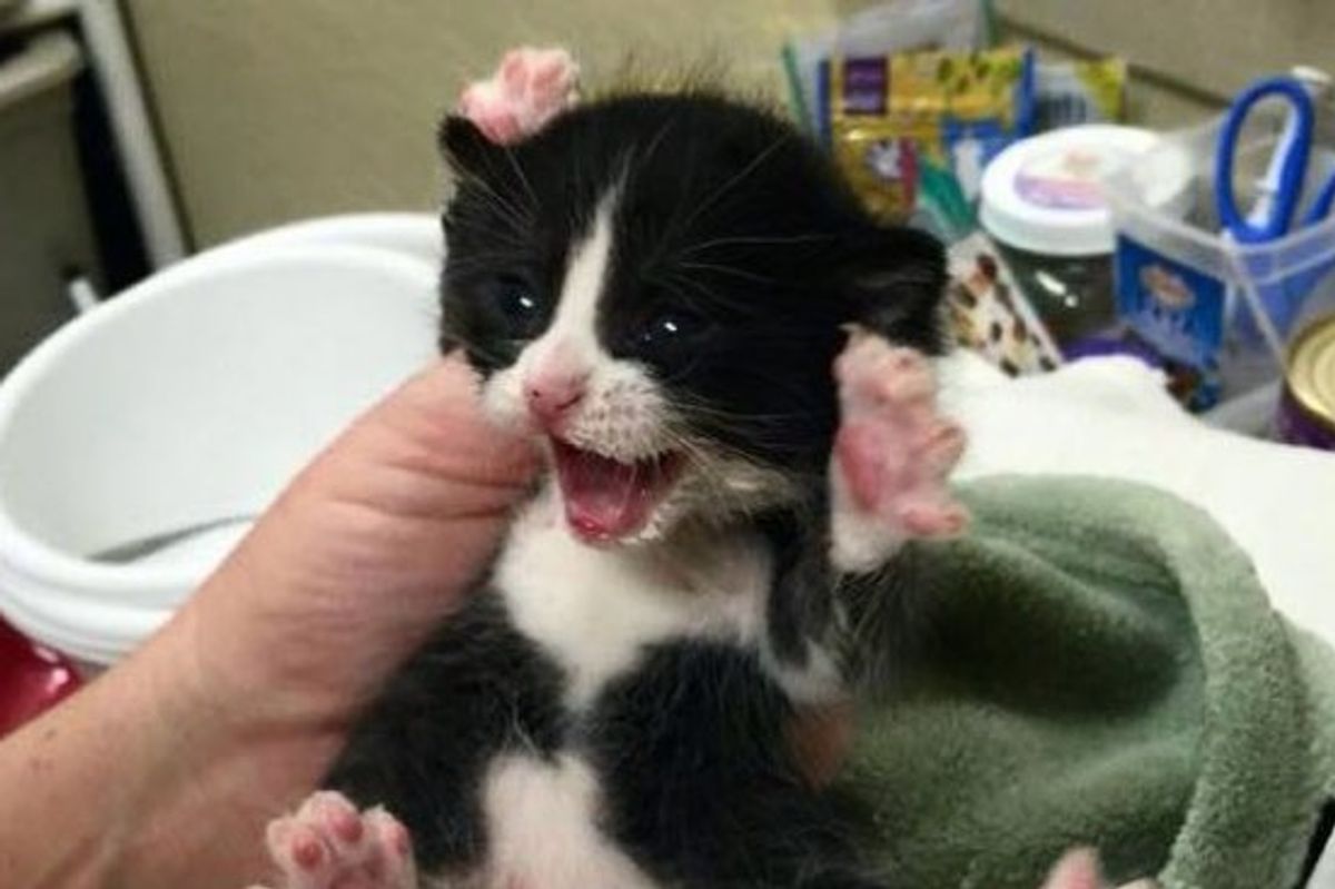 Wally the Happy Rescue Kitty. Look at those Jelly Beans!