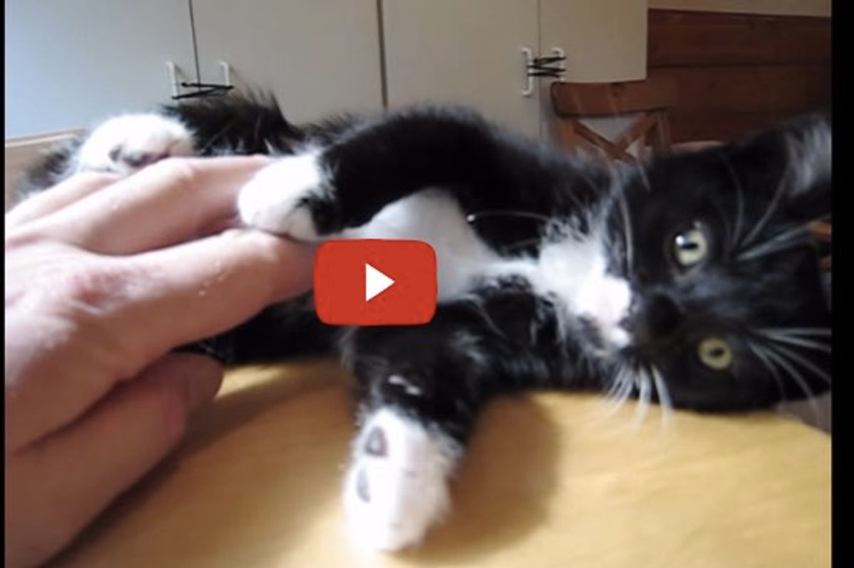 Foster Kitties Learning All About Love