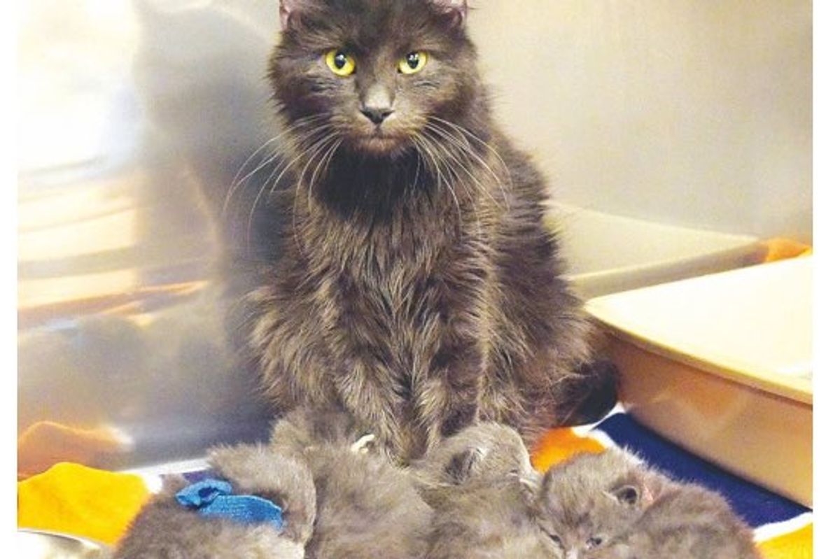 Cat Mama is Reunited with Her Kittens After a House Fire