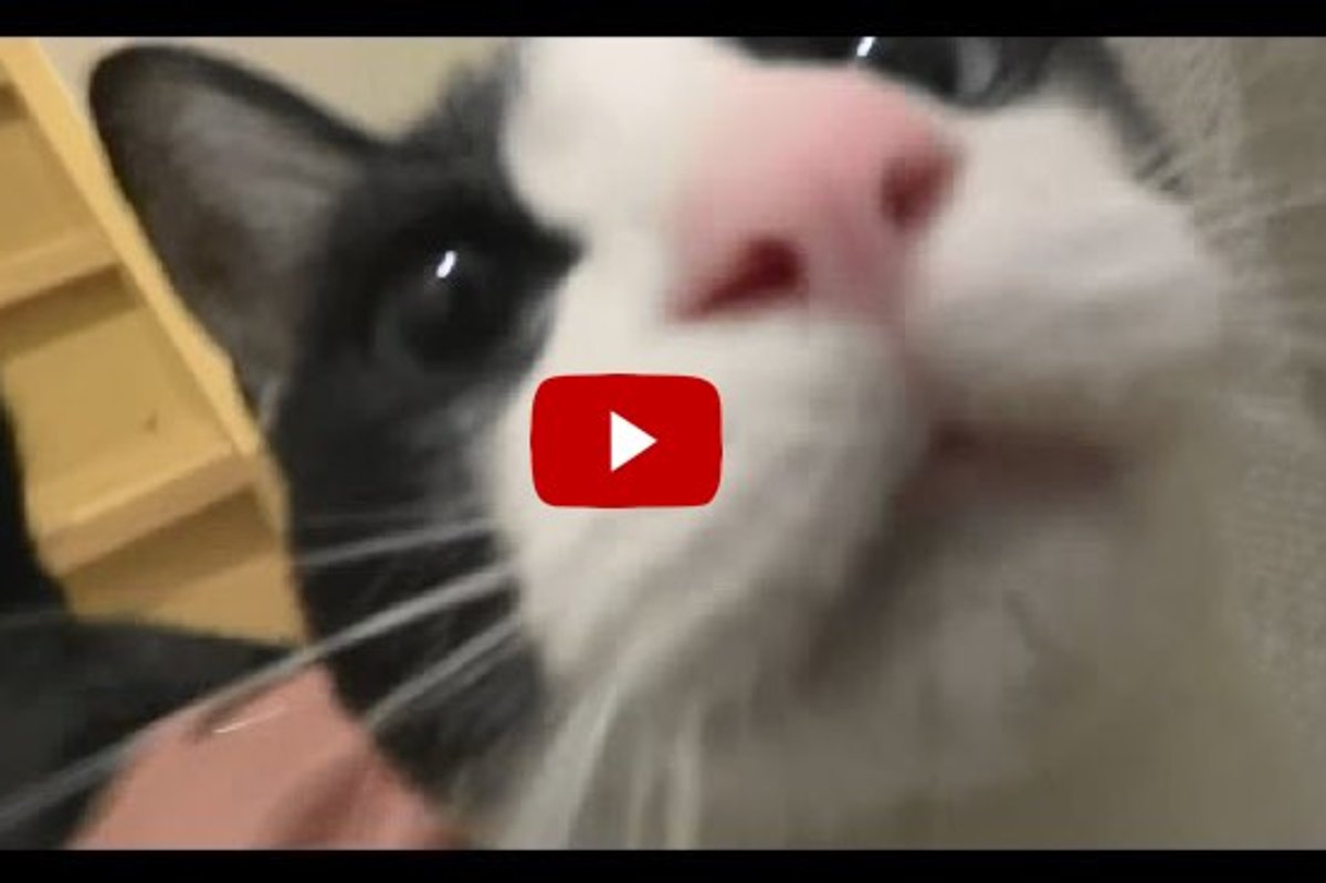 Kitty Misses Her Human Dad After He was Away for a Night
