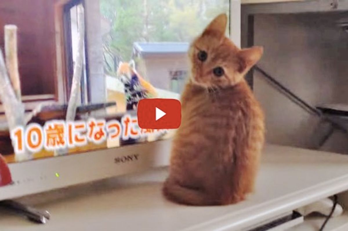 This Kitty Sees Red Pandas Getting Treats on TV, He Demands His Share Too!