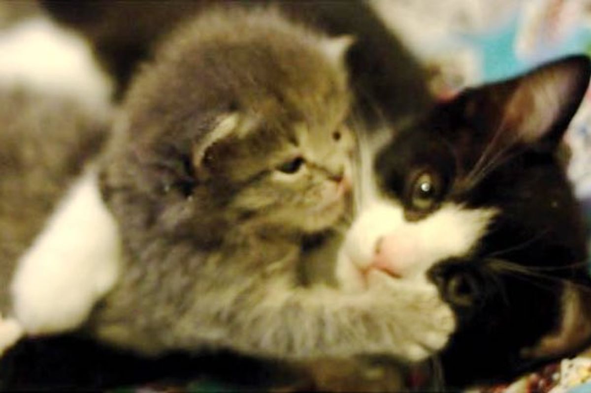 Rescue Cat Mama Adopts Orphan Kitten in Need of Motherly Love