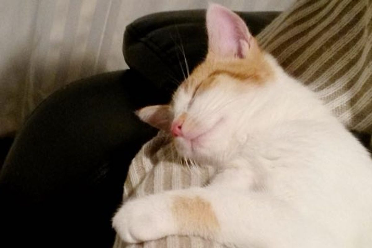 He Didn't Want a Pet, Then He Met This Cat Who Needed a Home... This Will Warm Your Heart!