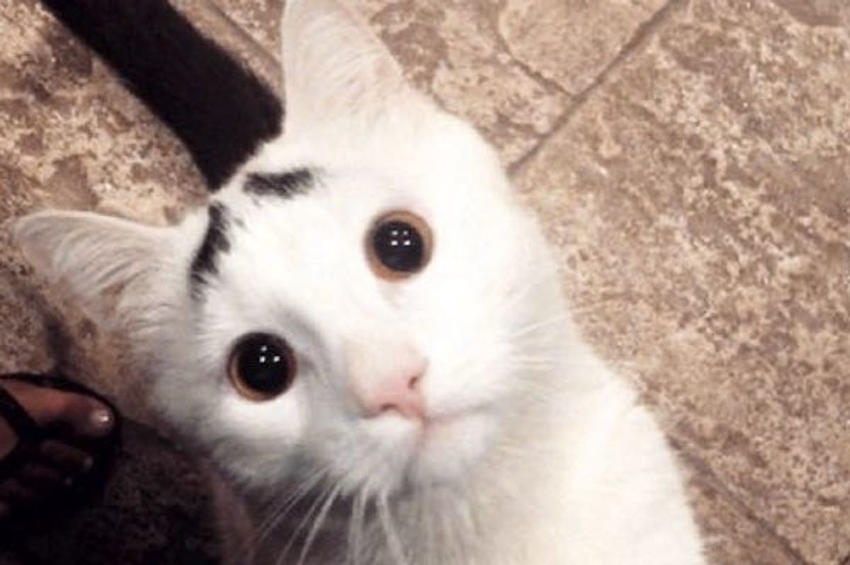 Raising Eyebrows: Sam the Cat and How He Found His Human