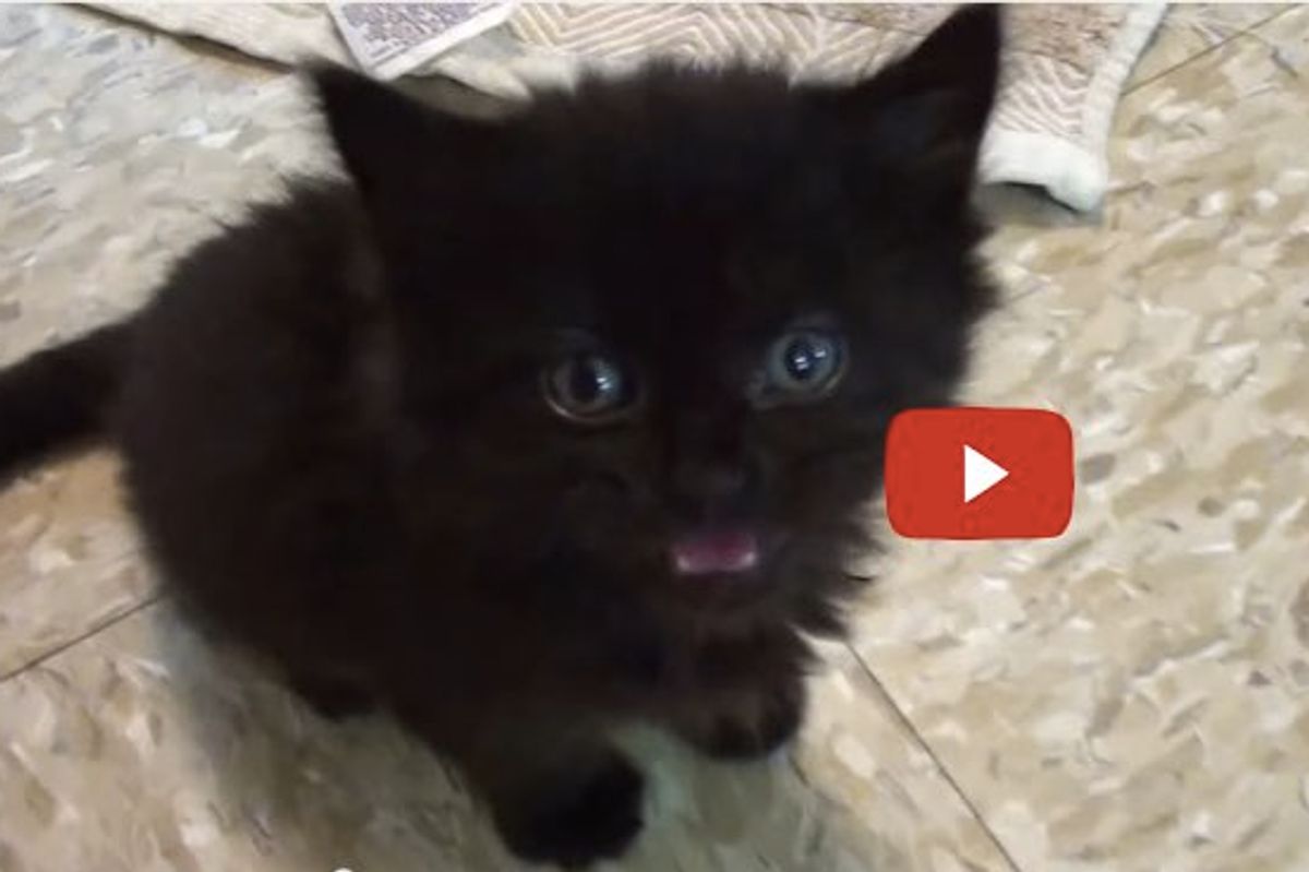 Black Cats Rule! This Little Buddy Will Tell You Why.