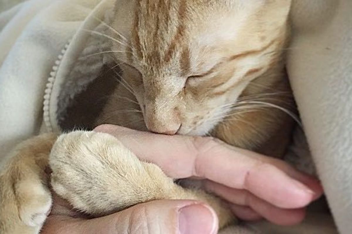 Brother and Sister Cats Travel 8000 Miles to Find a Chance at a Forever Home