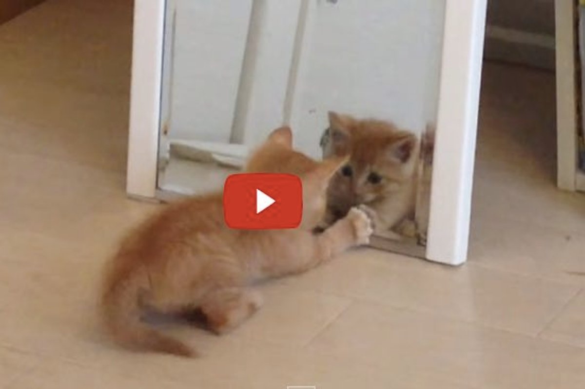 Tiny Kitten Discovers a Look-alike Kitty and Tries to Catch It