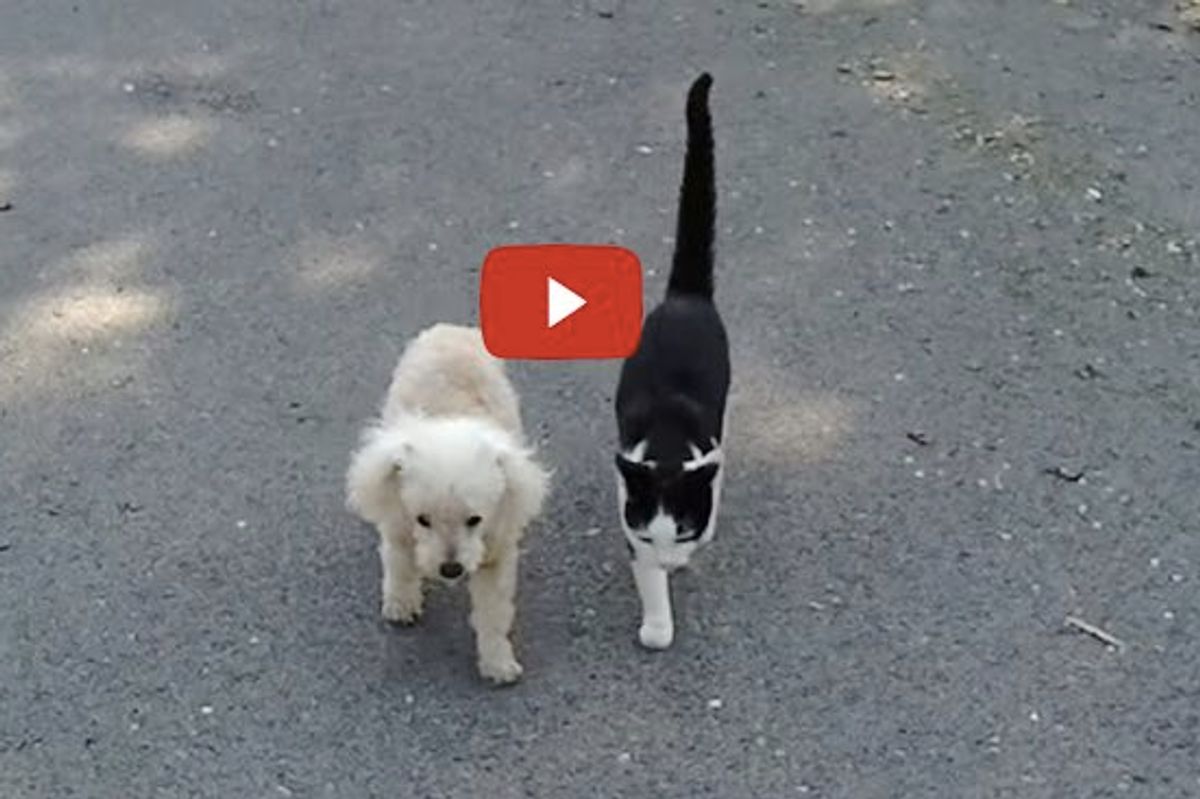 Cat Helps Blind Dog Home After a Walk
