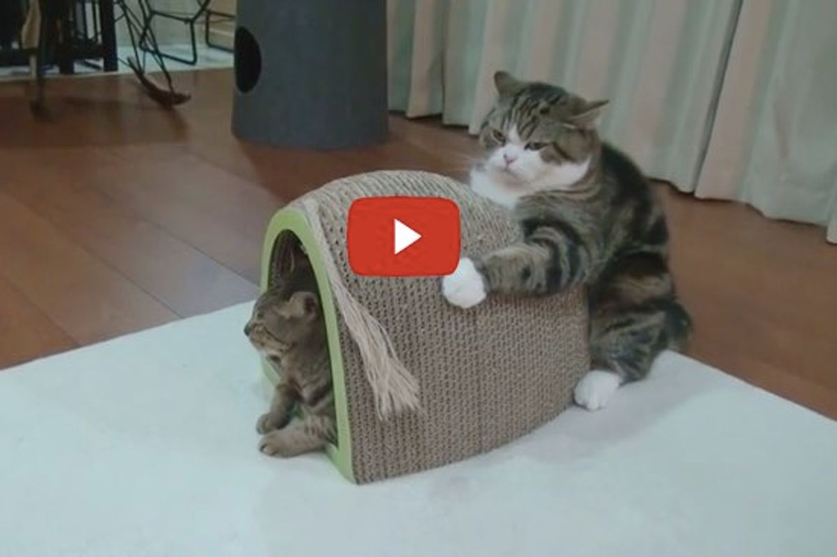 Maru Holds Scratching Board, Not Letting Go