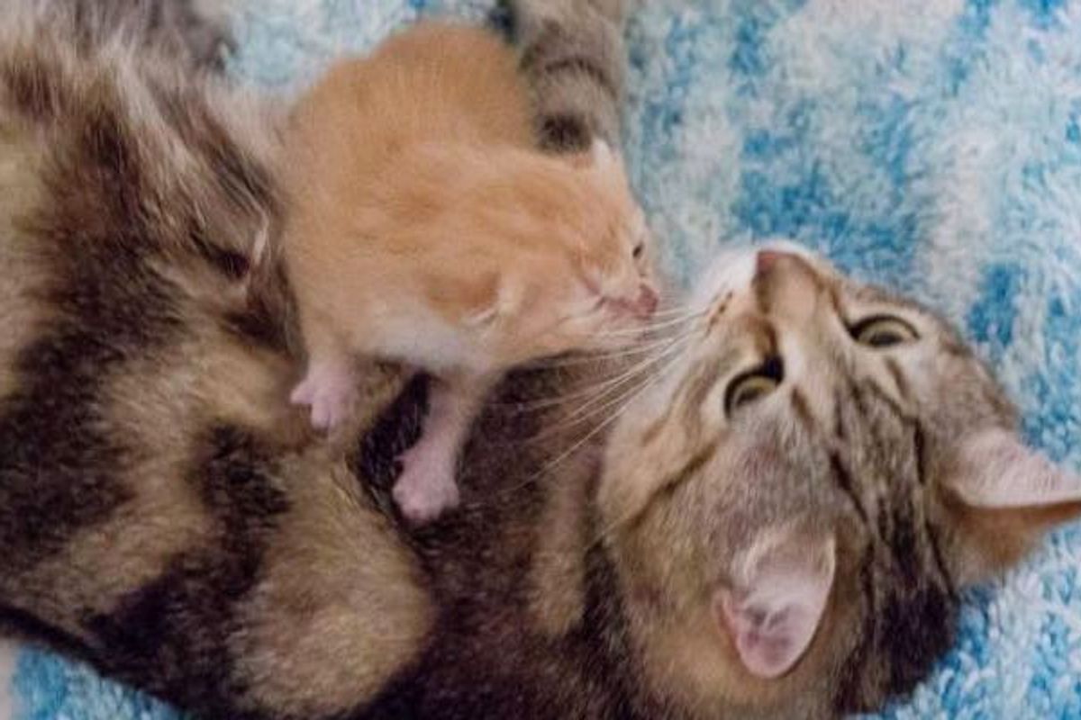 1 Week Old Orphan Kitten Finds a Surrogate Mom and a New Home