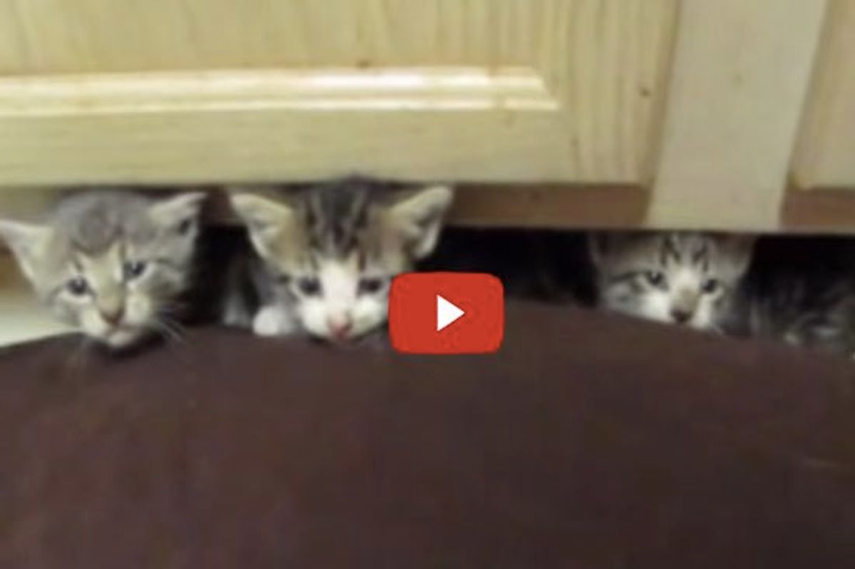 Tiny Feral Kittens from Fearsome to Happy. This is What Love Can Do