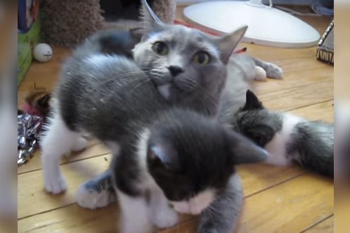 Cat Momma Calling Her Fur Babies for Lunch