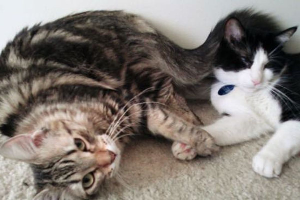 These Rescue Kitties Haven't Stopped Holding Paws and Snuggling Since They Met
