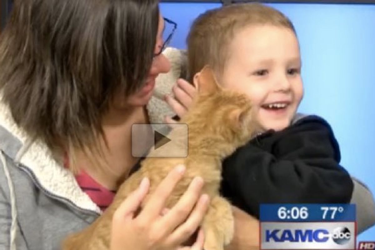 3 Year Old Boy Rescues Special Kitten Born without Eyes