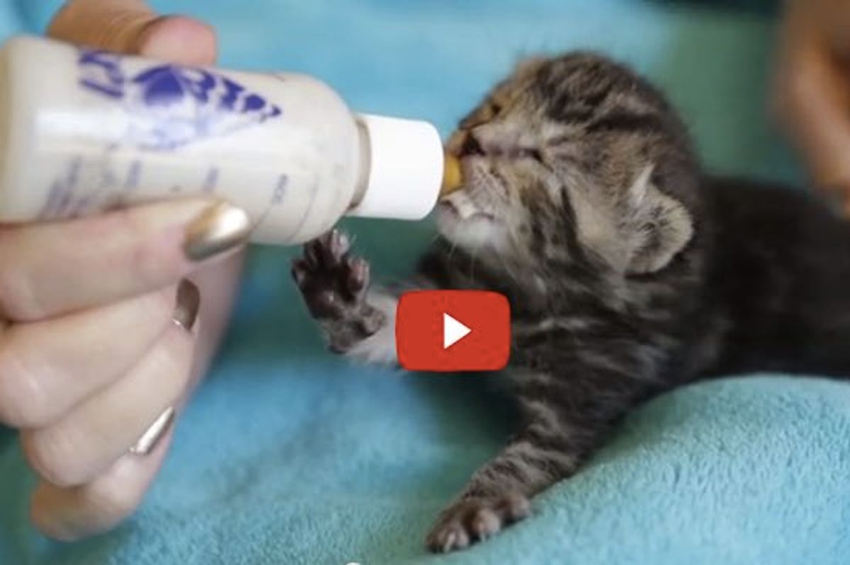 Take a Moment to Watch This Touching Story About 8 Day Old Kitten Chloe