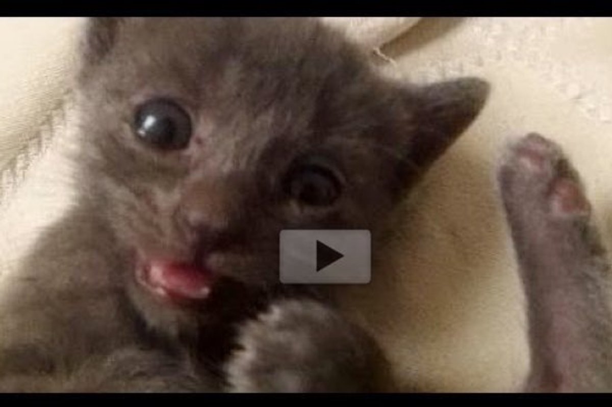 She May Be the Runt Of The Litter But She Is Super Special!