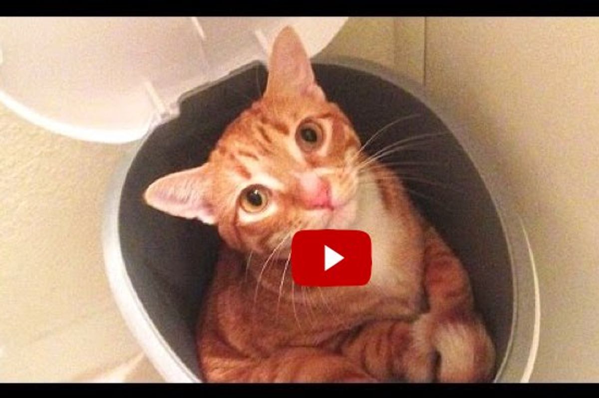 Cat Logic! Cole and Marmalade Tell Us How Cats See the World Around Them!