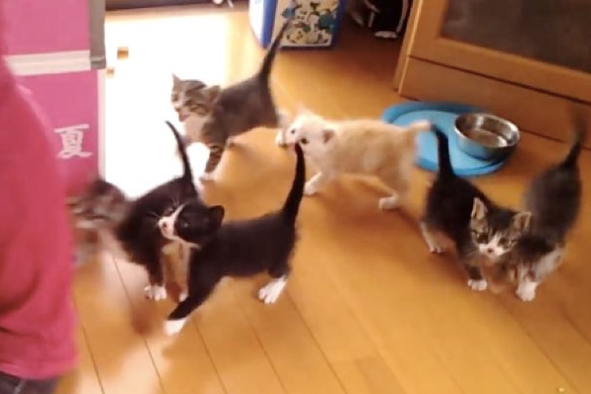 This is What It's Like to Feed 6 Hungry Kittens