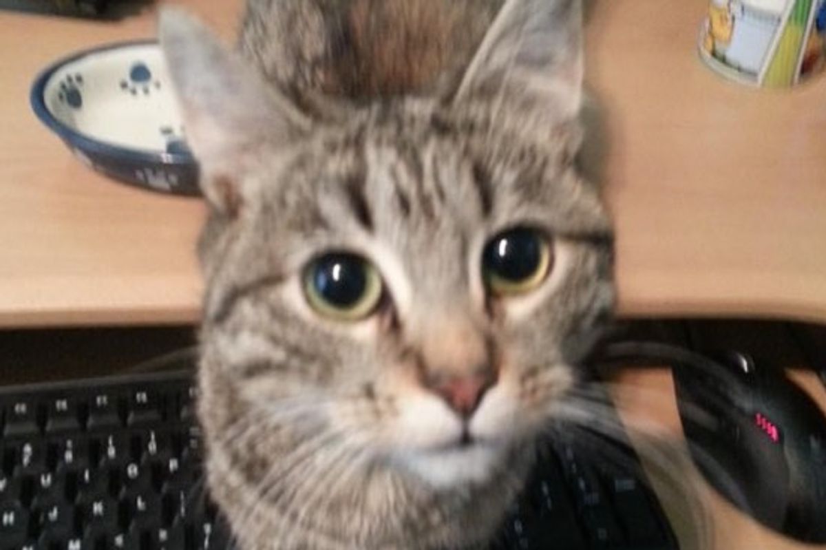 This Special Needs Cat Couldn't Swallow Food, But Now Can Eat on His Own