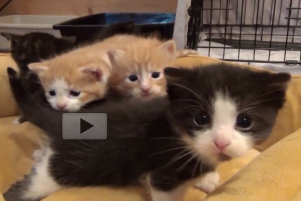 Fostering Brings so Much Joy. Watch These Tiny Kitties Grow!