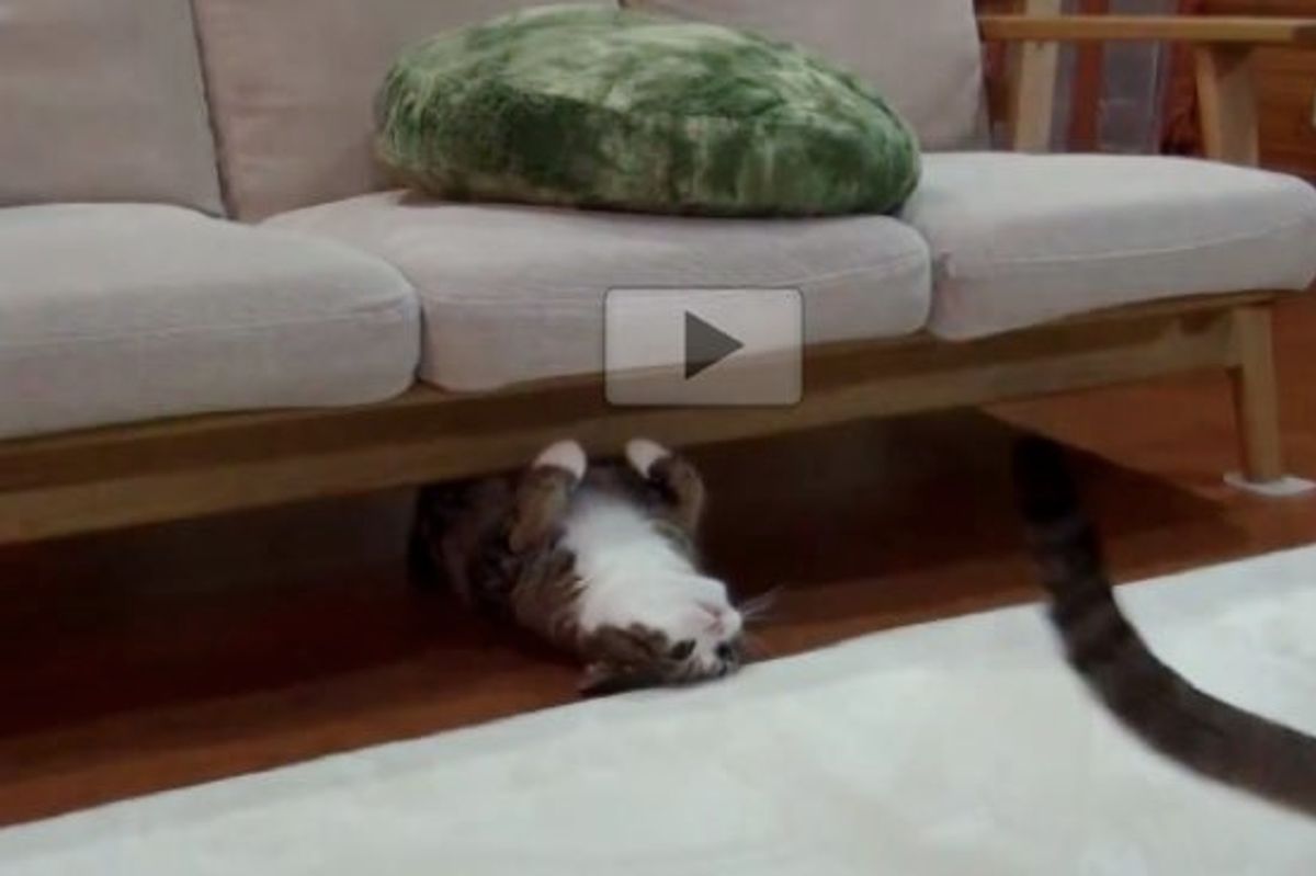 Maru Playing Chase and Pounce with Hana