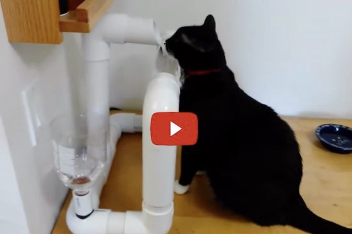 Engineer Builds His Cat a Very Cool Water Fountain