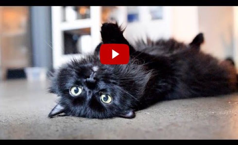 Life Hacks for Cats by Shorty and Kodi