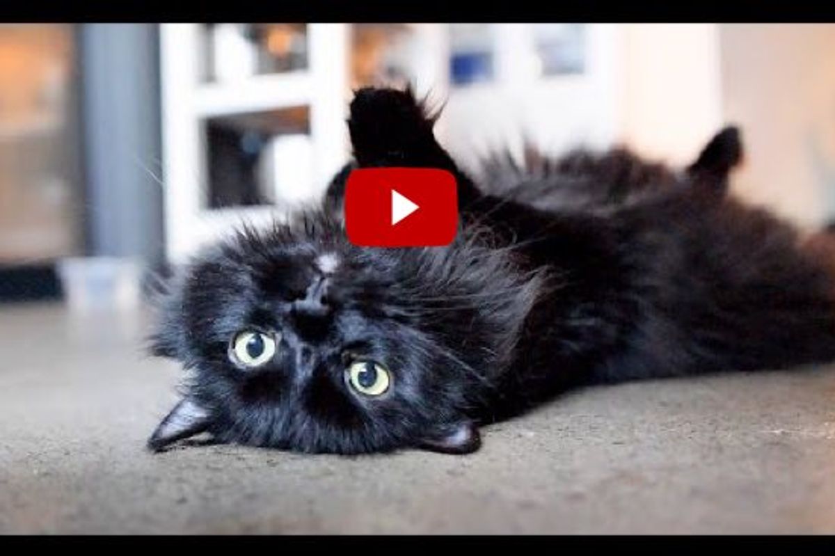 Life Hacks for Cats by Shorty and Kodi