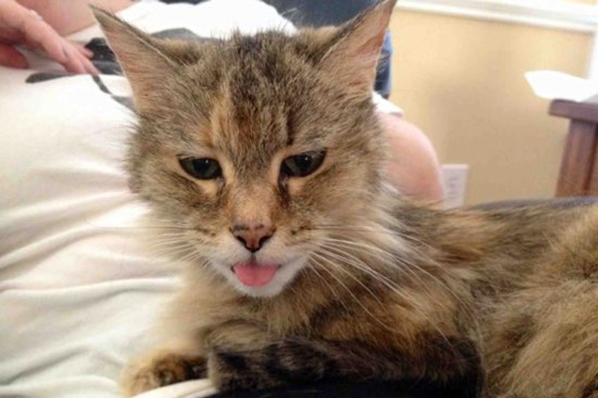Frances the Cat is 21 Years Old, But Still a Kitten at Heart!