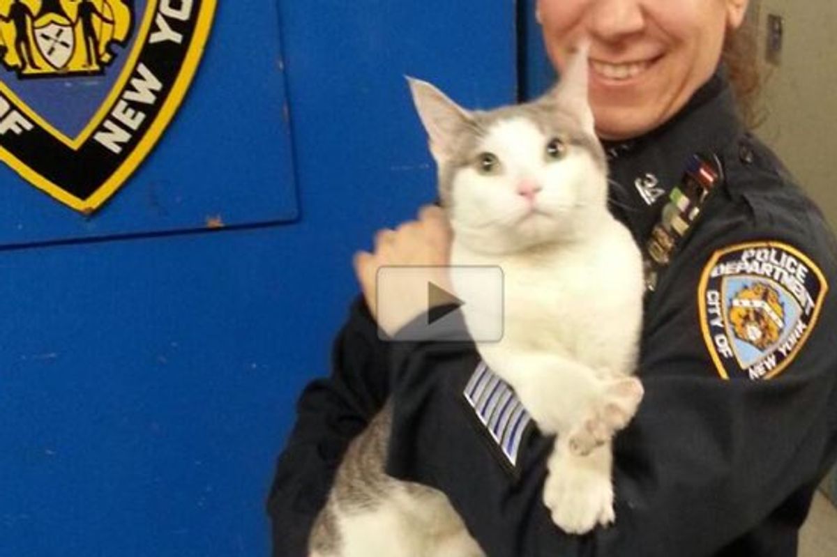 A Cat Wandered in to NYPD and Didn't Want to Leave
