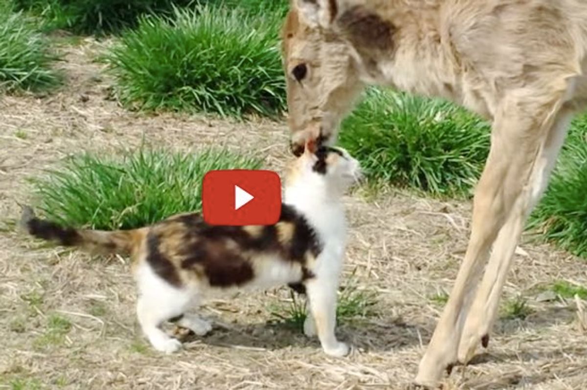 Cat and Whitetail Deer Who Grew Up Together Share a Special Moment