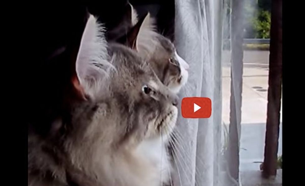 2 Kitties Chattering in Unison When They See the Birds