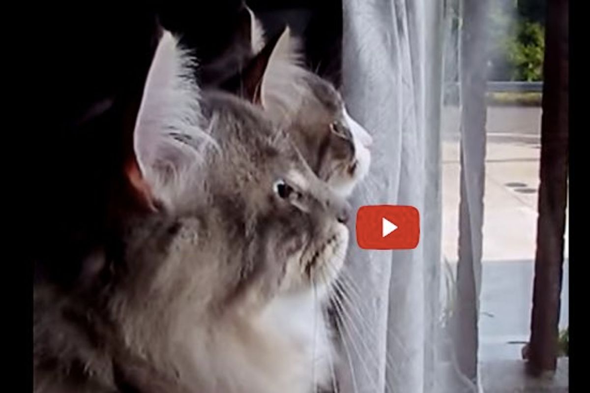 2 Kitties Chattering in Unison When They See the Birds