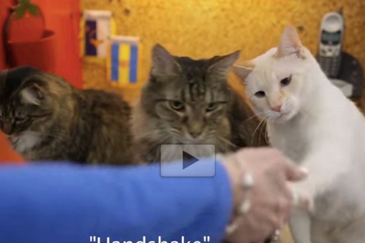 Woman With A Hearing Loss Taught Her Deaf Cat Sign Language