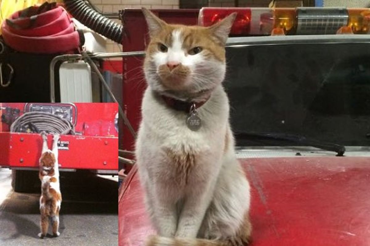 Meet Carlow and Boogie! Bravest Firehouse Cats in Manhattan