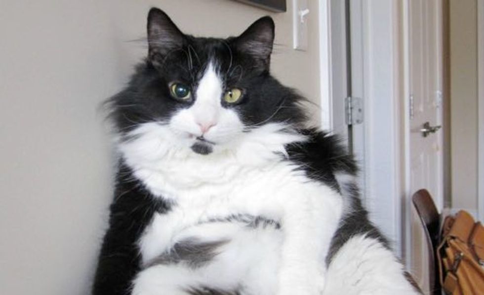 Seamus the Cat is a Tough Kitty with a Cyborg-Like Eye
