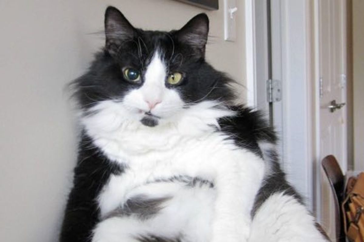 Seamus the Cat is a Tough Kitty with a Cyborg-Like Eye