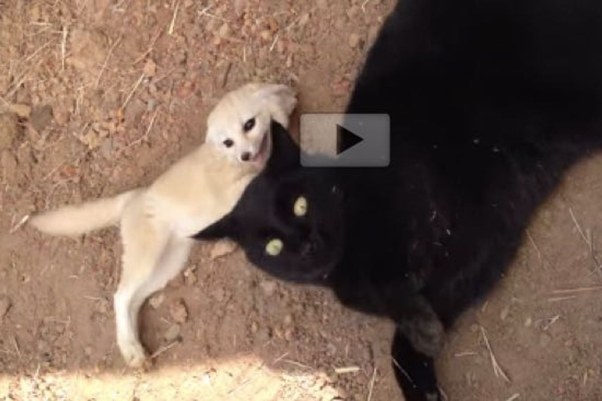 Fennec Fox Reunited with His Best Friend William the Cat