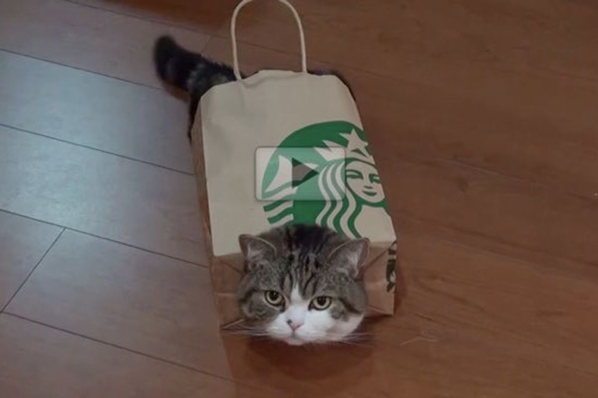 Maru Stuffs Himself in Paper Bag, Sometimes He Wears It